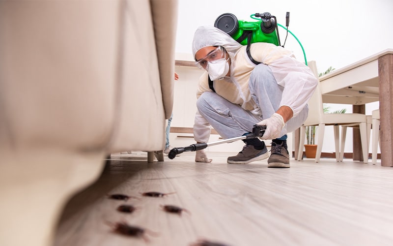 Pest Control Services